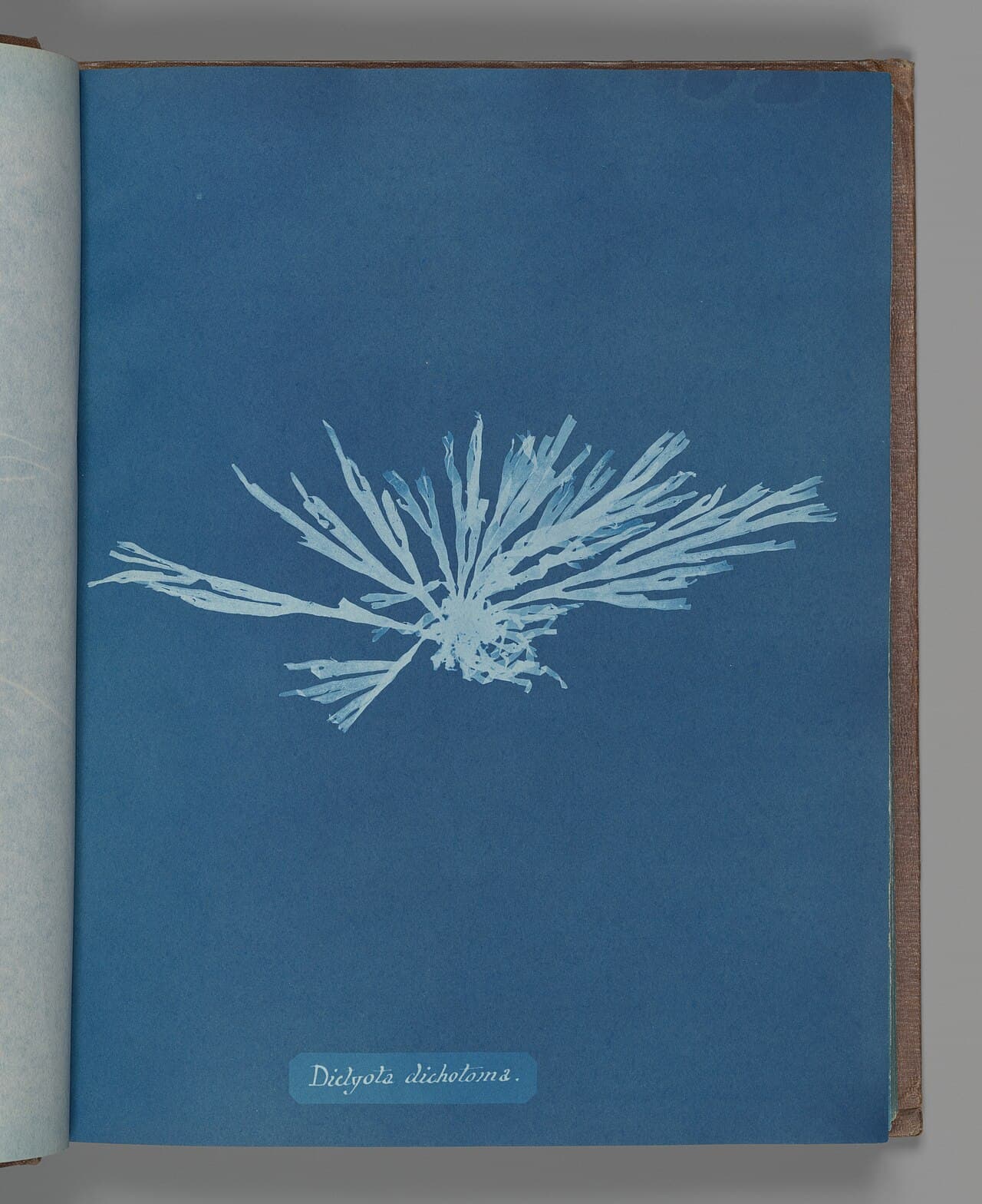 Anna Atkins, Dictyota dichotoma (cyanotype)