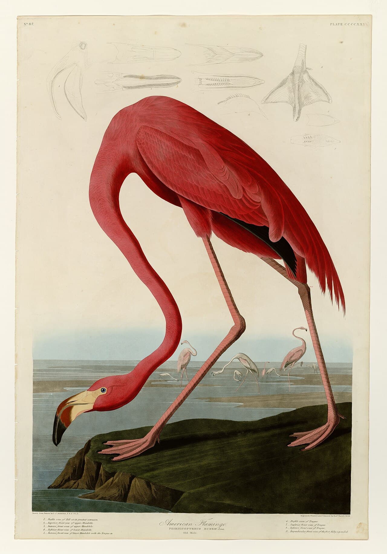 John James Audubon, Amerikan Flamingosu