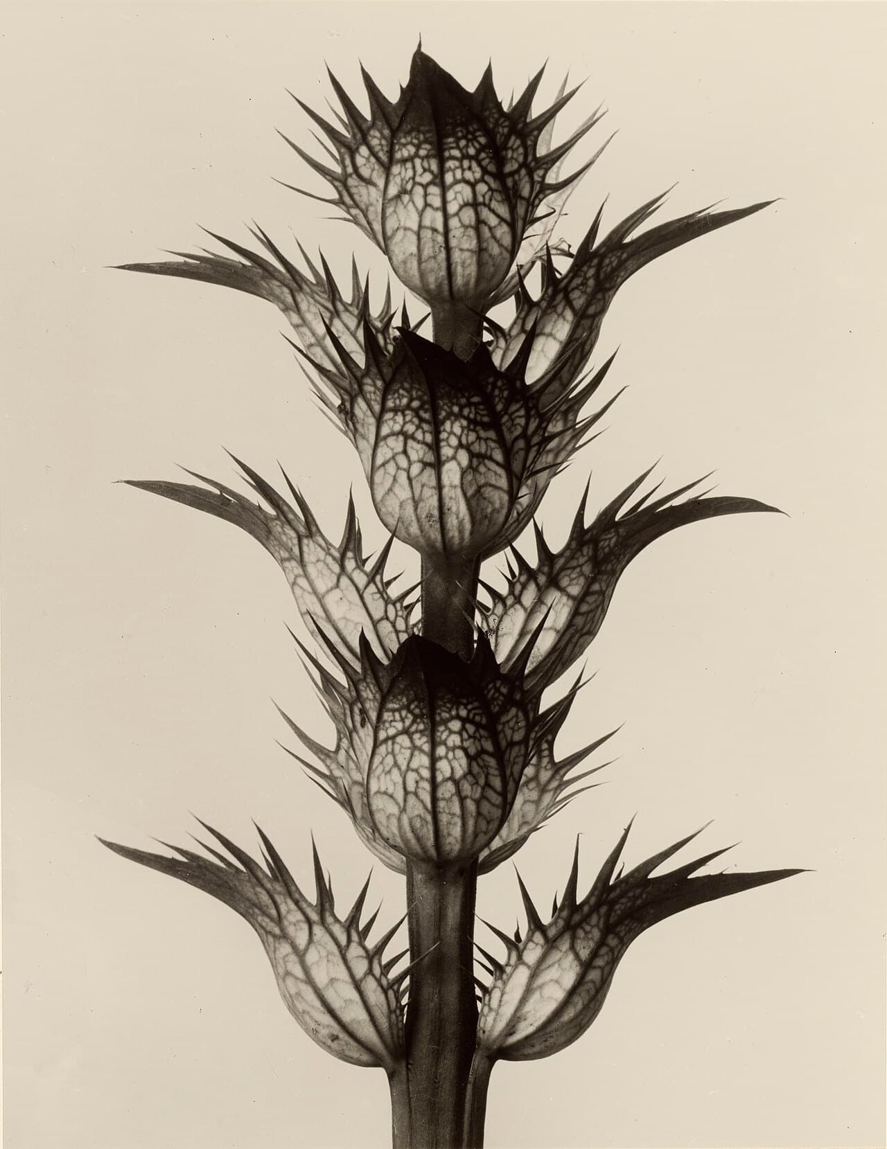 Karl Blossfeldt, Acanthus mollis