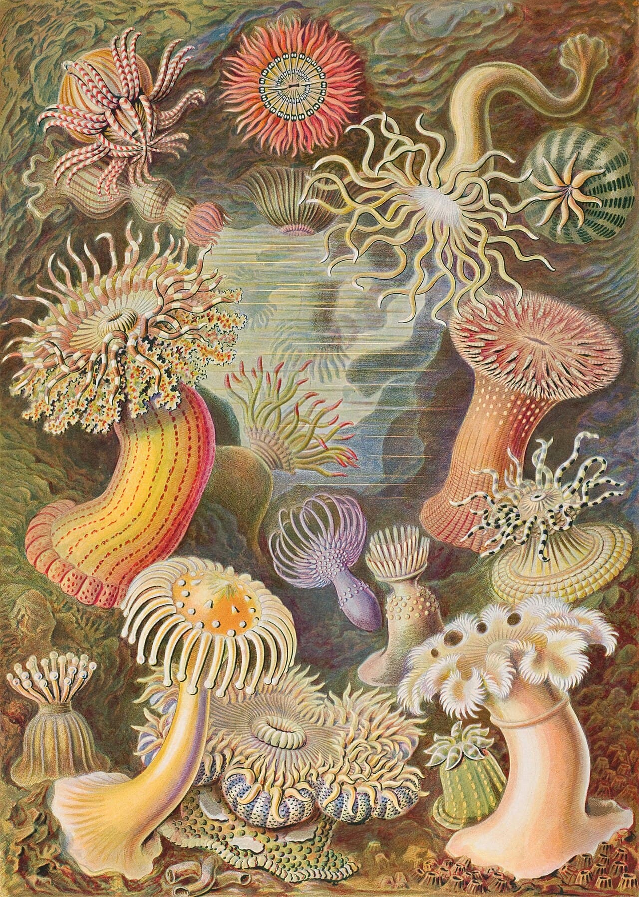 Ernst Haeckel, Deniz Şakayıkları (Actiniae)
