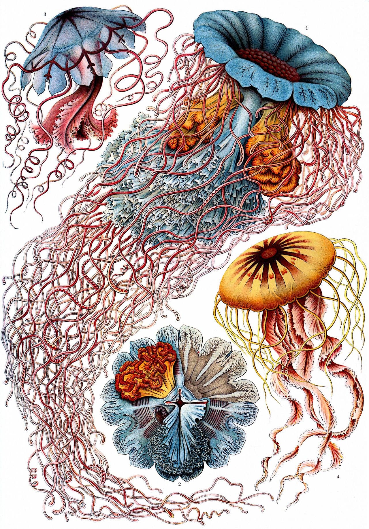 Ernst Haeckel, Denizanaları (Discomedusae)
