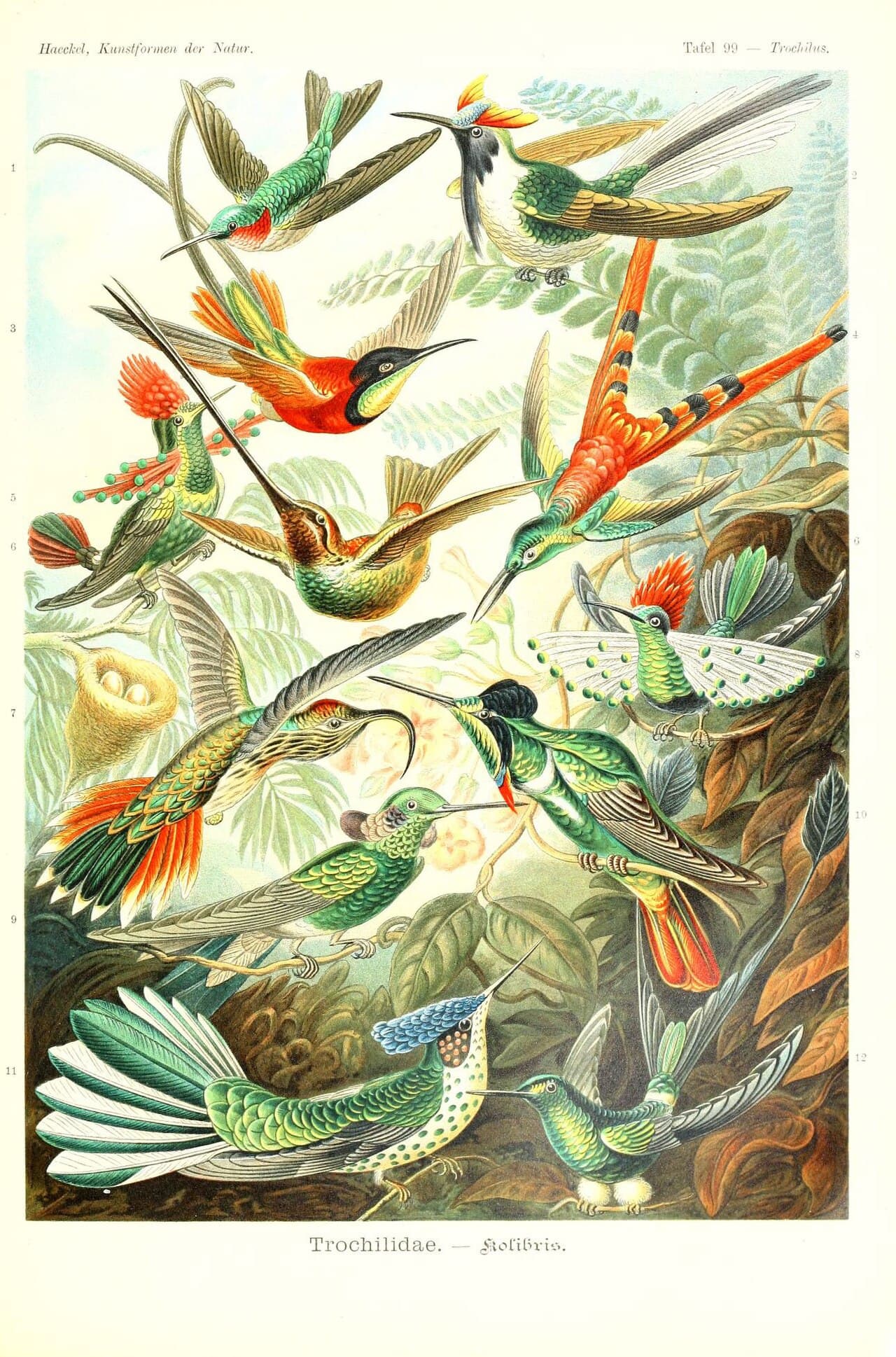 Ernst Haeckel, Hummingbirds