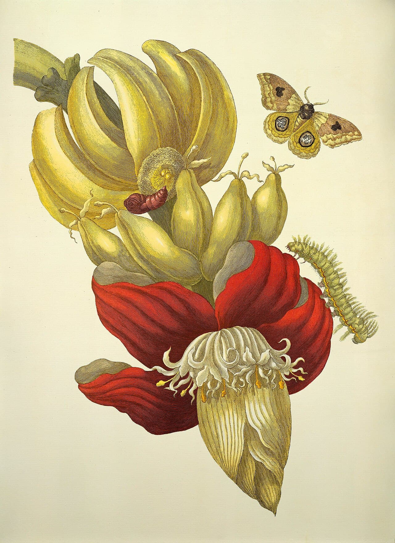 Maria Sibylla Merian, Muz Çiçeği ve Meyvesi