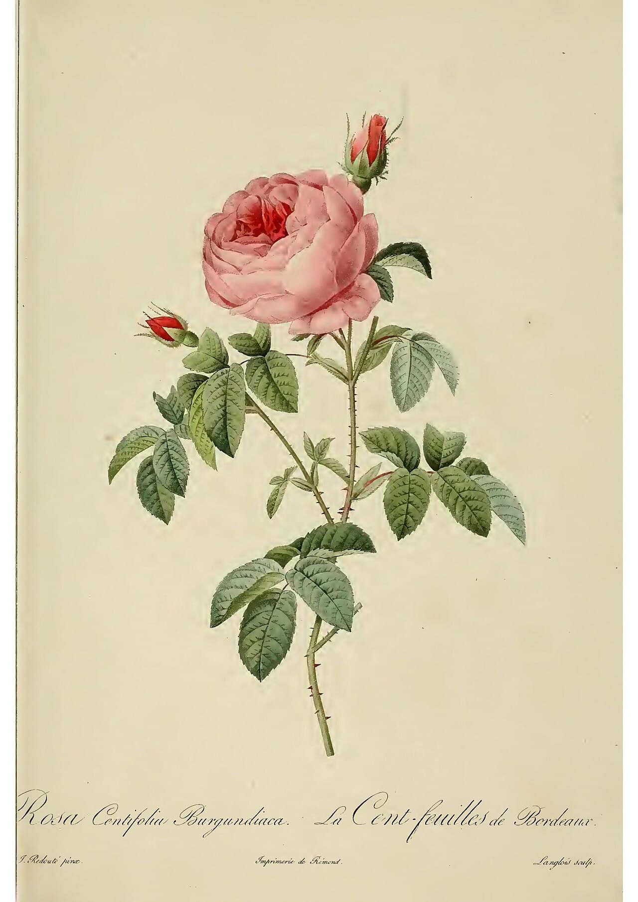 Pierre-Joseph Redouté, Rose (Rosa centifolia)