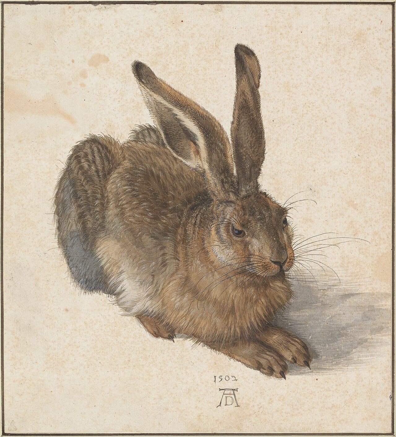 Albrecht Dürer, Genç Tavşan